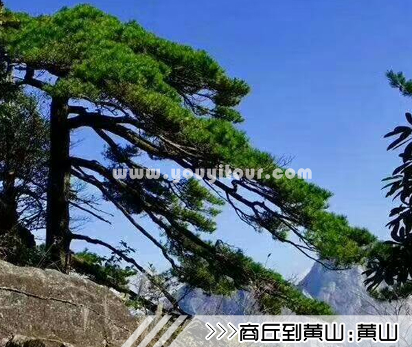 ［商丘到黄山旅游团］高铁往返黄山三日游线路及价格
