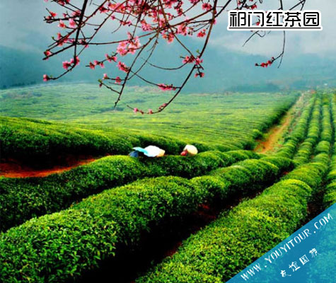 祁门红茶茶园风光