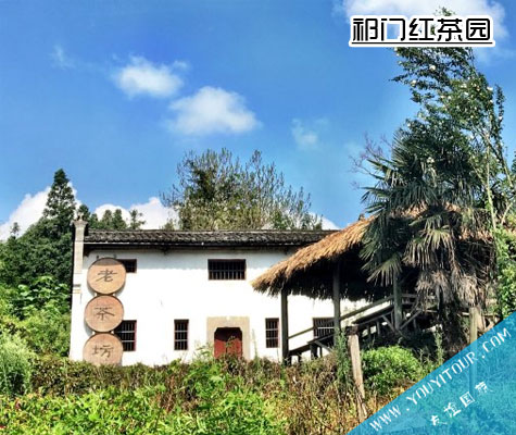 祁门红茶茶园风光