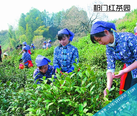 祁门红茶茶园风光