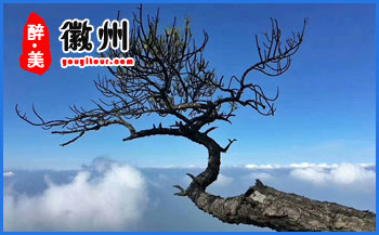 黄山特产-黄山贡菊-黄山旅行社