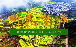 2019年婺源油菜花开实况播报