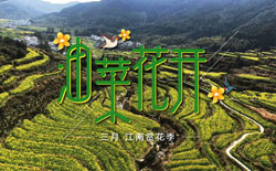 2020年黄山周边油菜花较佳观赏地点及花期预报
