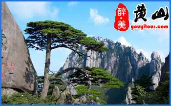 黄山迎客松-黄山风景区守松人