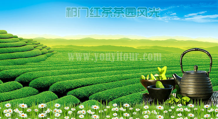 黄山旅游景点-祁门红茶园风光无限