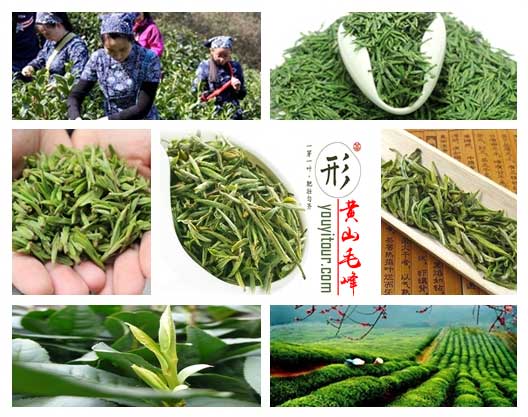 黄山毛峰-黄山特产