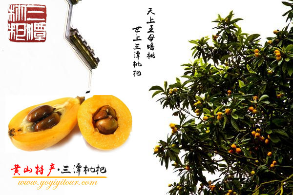 黄山特产_三潭枇杷-黄山地接旅行社