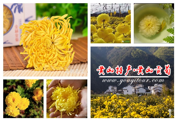 黄山特产_黄山贡菊-黄山旅行社