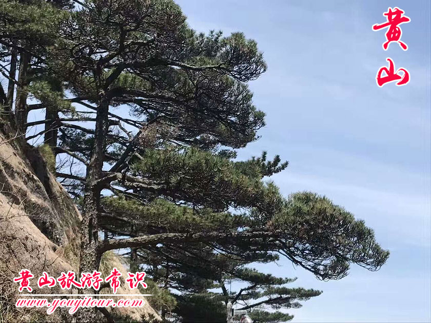 黄山是一座山吗？