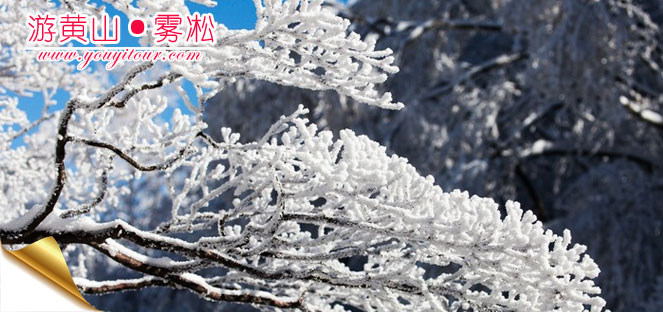 游黄山最好的方案有哪些？初冬黄山有雾凇！