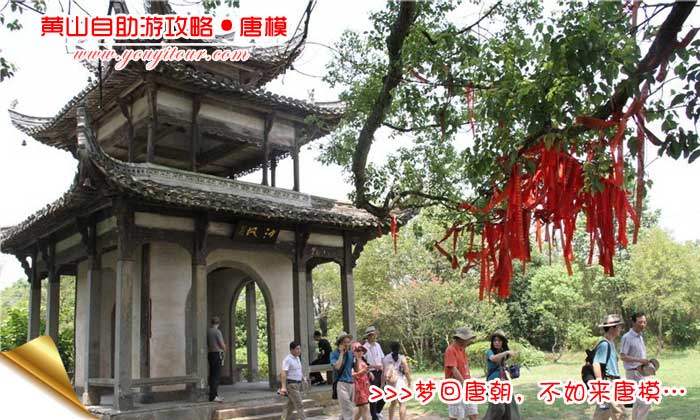 黄山自助游攻略-槐荫树