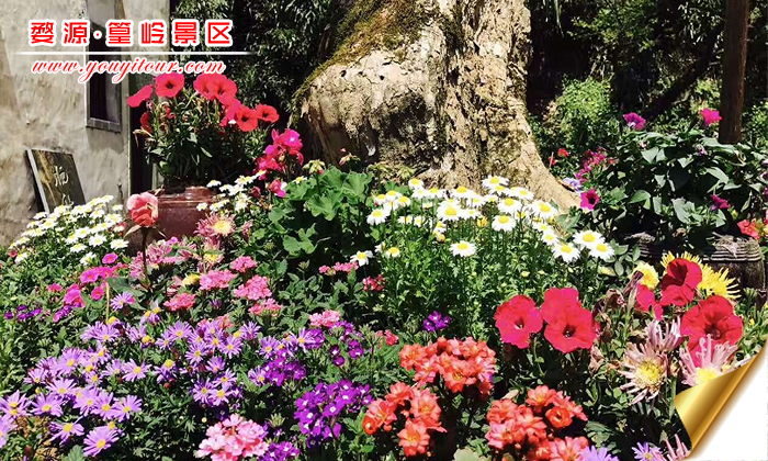 黄山旅游团最美摄影点，首选婺源篁岭