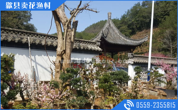歙县旅行社报价旅游攻略之歙县景点卖花渔村