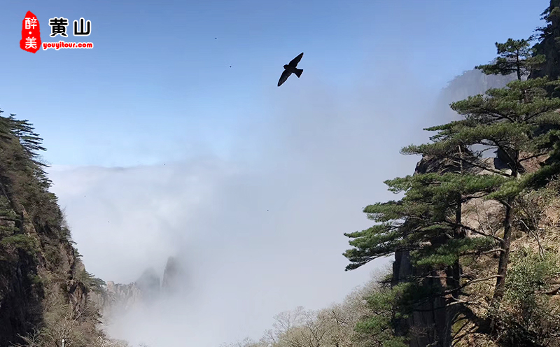 黄山西递宏村三日游景点：黄山风景区图