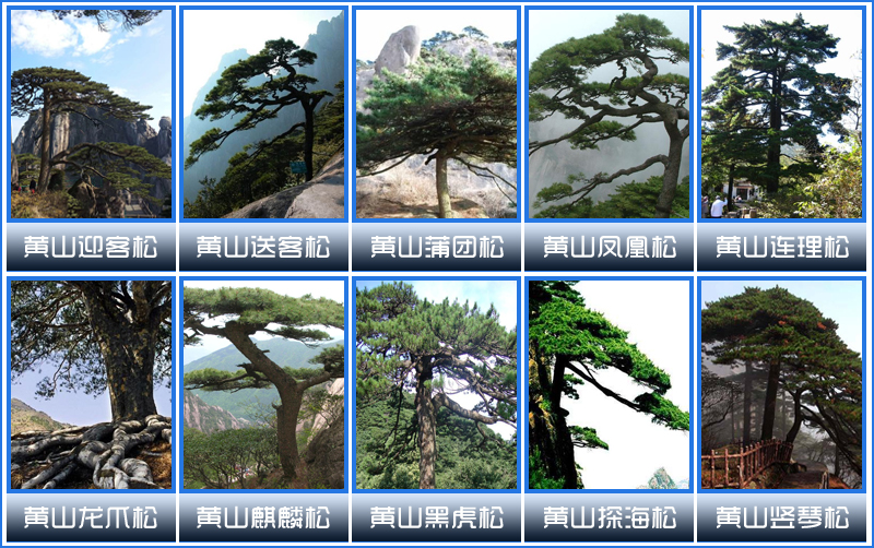 黄山四绝之黄山十大奇松系列图