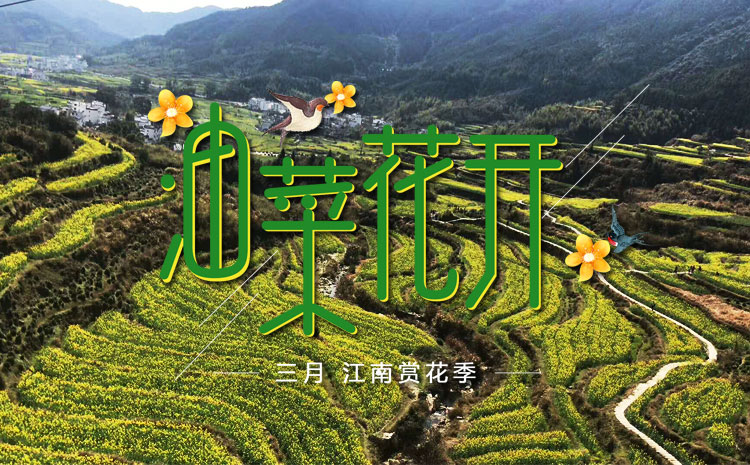 2020年黄山油菜花花期报团旅游，选黄山友谊旅行社