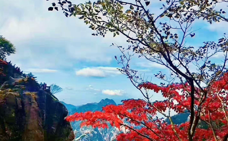 到黄山旅游赏黄山风景区秋色美景