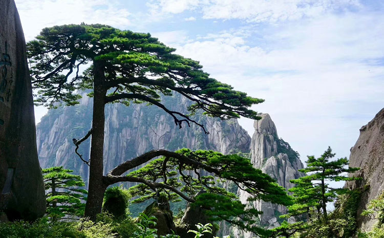 黄山旅游-迎客松