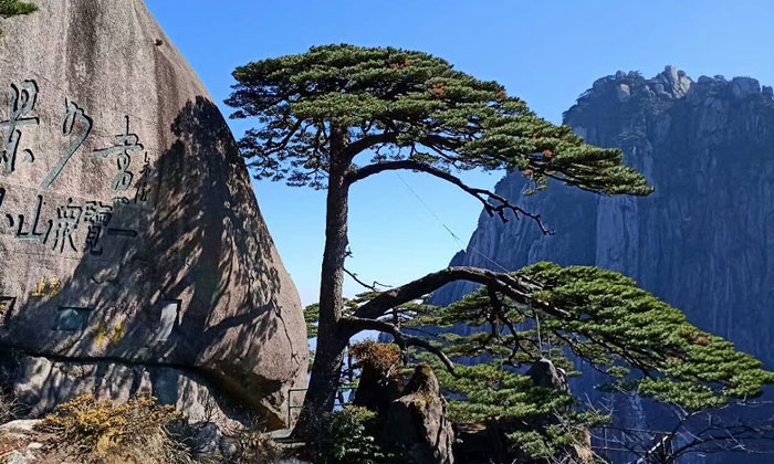 黄山山顶景点：迎客松 图