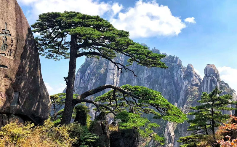黄山风景区-迎客松