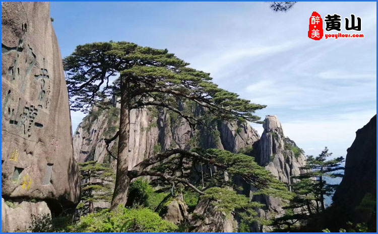 黄山风景区-迎客松