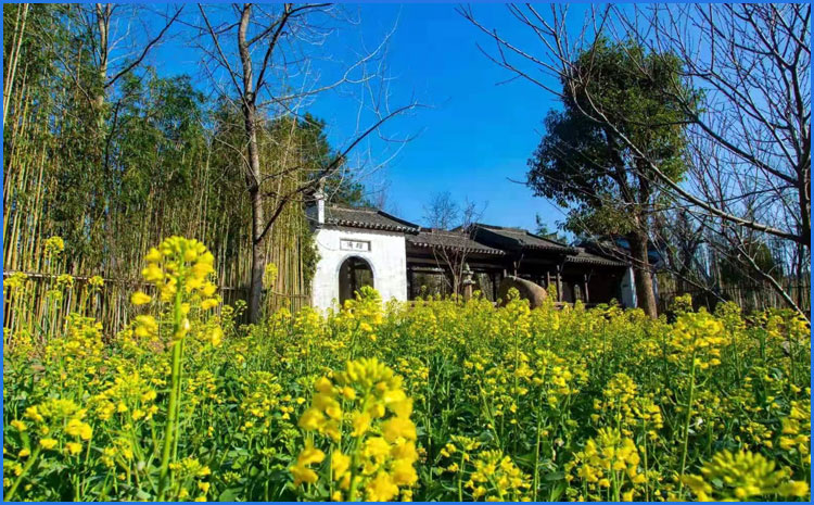 婺源油菜花开 图二