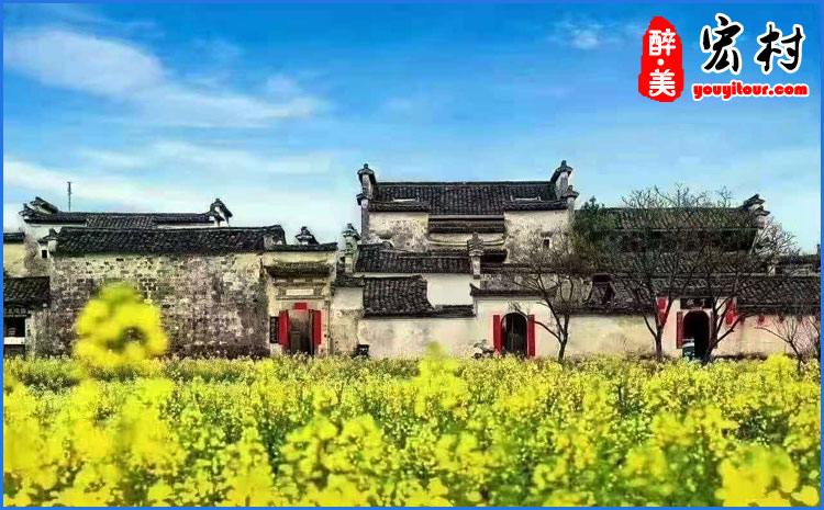 宏村油菜花摄影图 图二