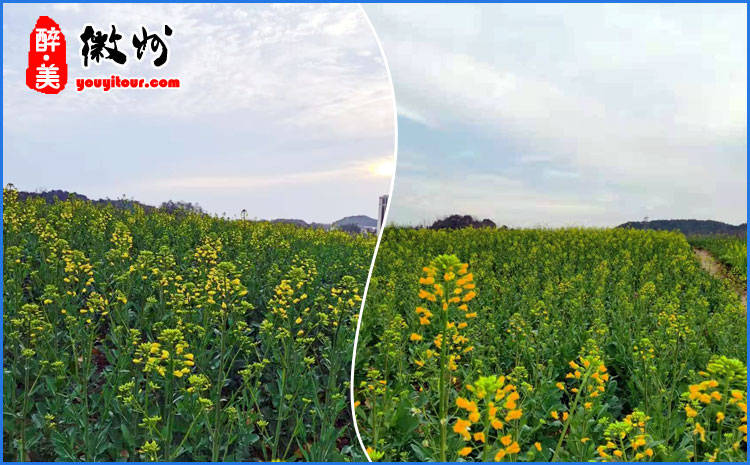 徽州油菜花户外摄影图 图三