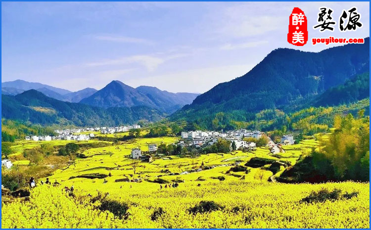 婺源油菜花 图示二