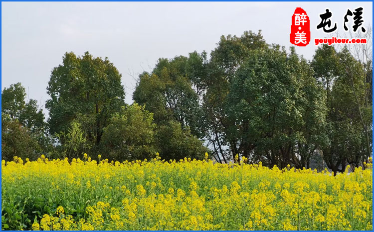 屯溪区油菜花 图示