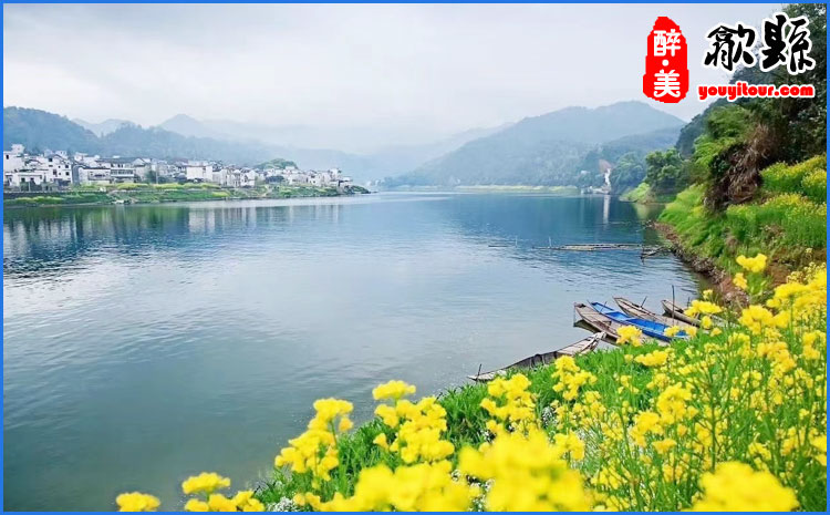 歙县油菜花 图示