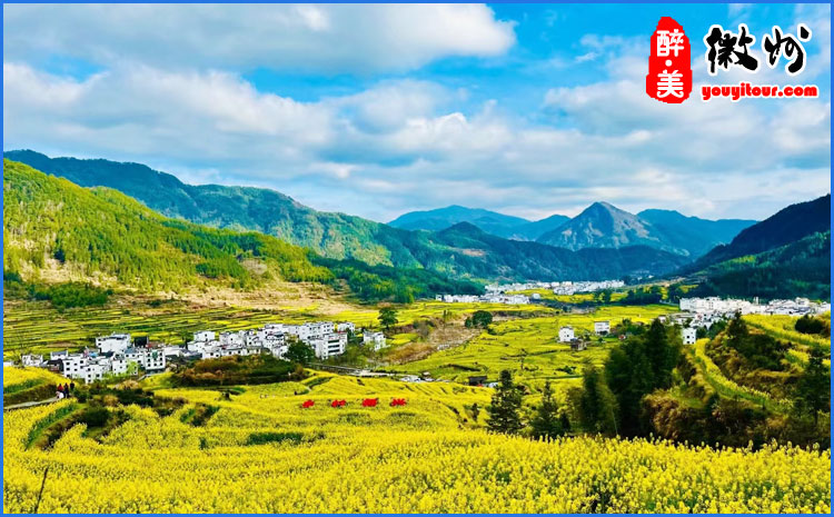 徽州油菜花 图示