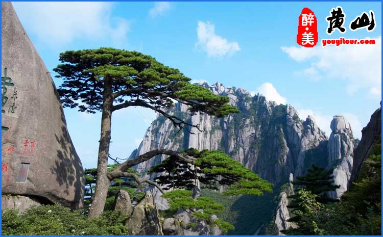 春季黄山迎客松