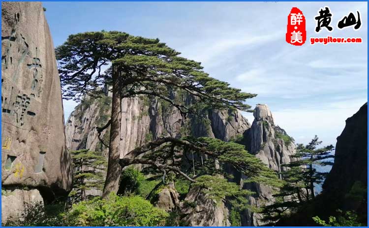 夏季黄山迎客松
