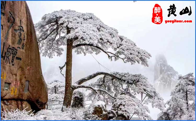 冬季黄山迎客松