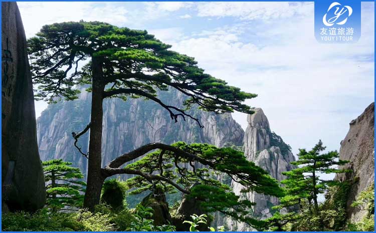 黄山迎客松 图示