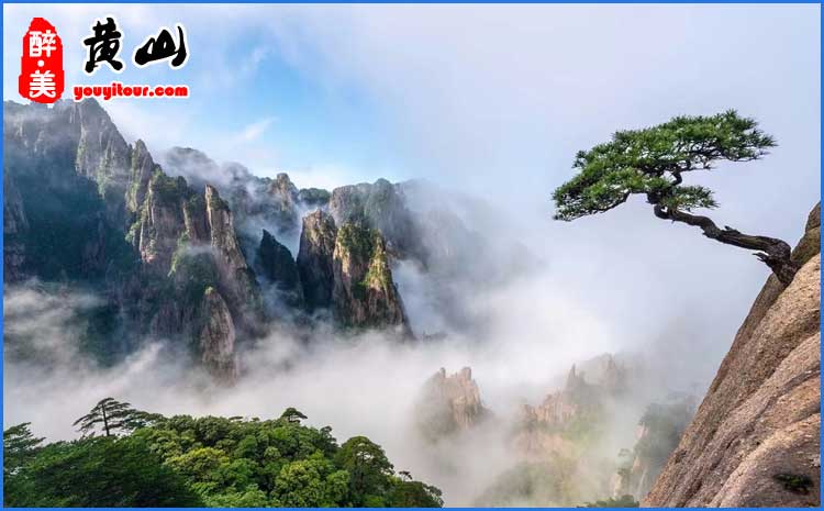 黄山云海、奇松 美图