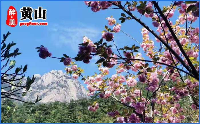 黄山风景区春季杜鹃花开 图