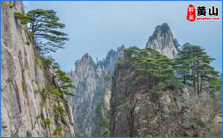 黄山送客松 美图鉴赏