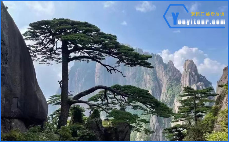 黄山迎客松 图示