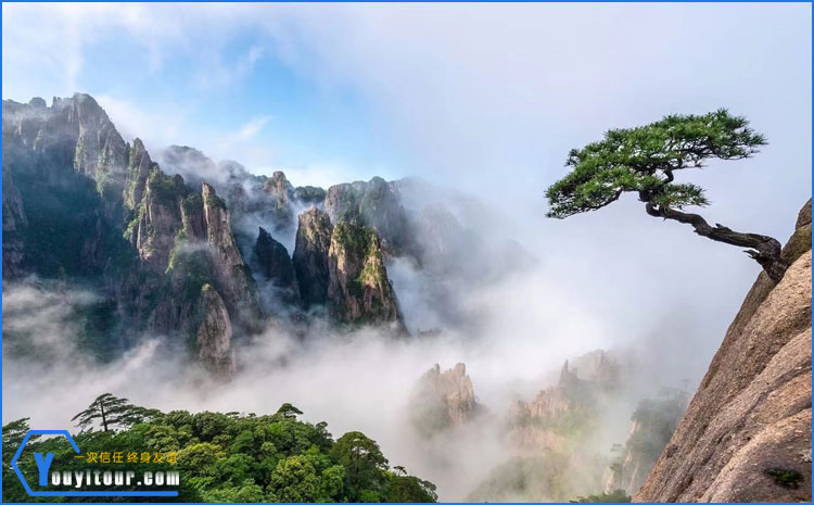 黄山如意松 图