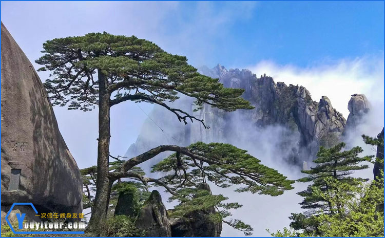 黄山迎客松 图
